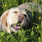 un labrador mange de l'herbe