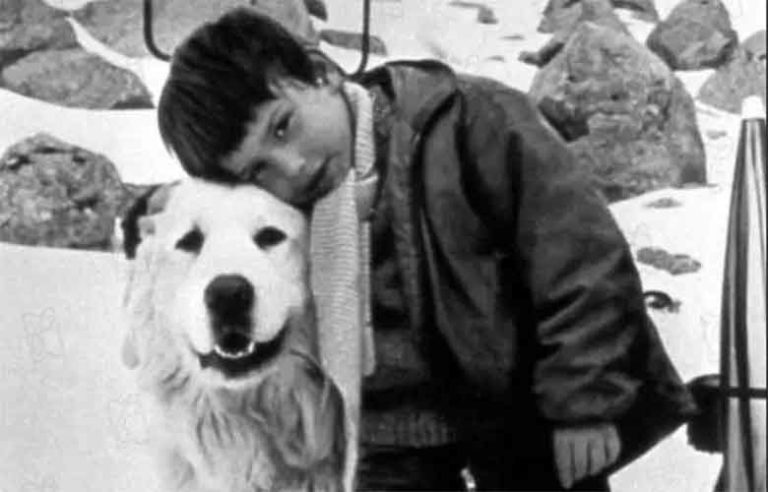 Race de chien dans belle et Sébastien: le montagne des pyrénées - MonToutoo