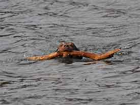 un retriever de la baie de Chesapeake nage avec un bâton dans la gueule