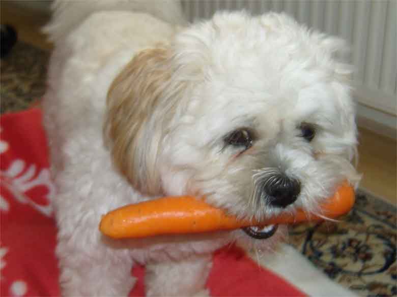 un bichon mange une carotte