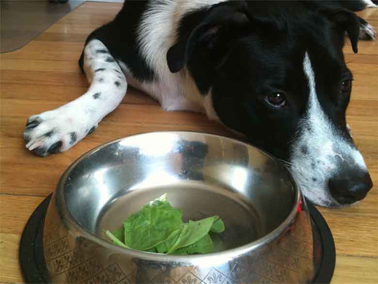 un chien mange une feuille d'épinards