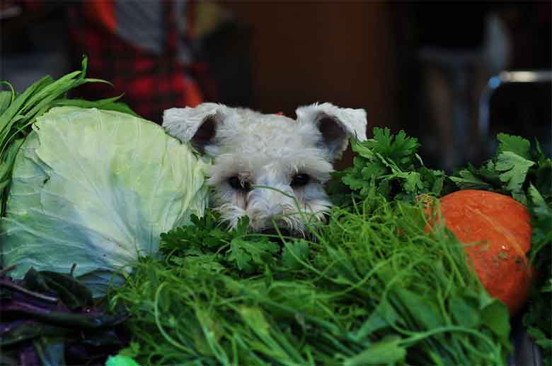 un chien au milieux de légumes sur un marché