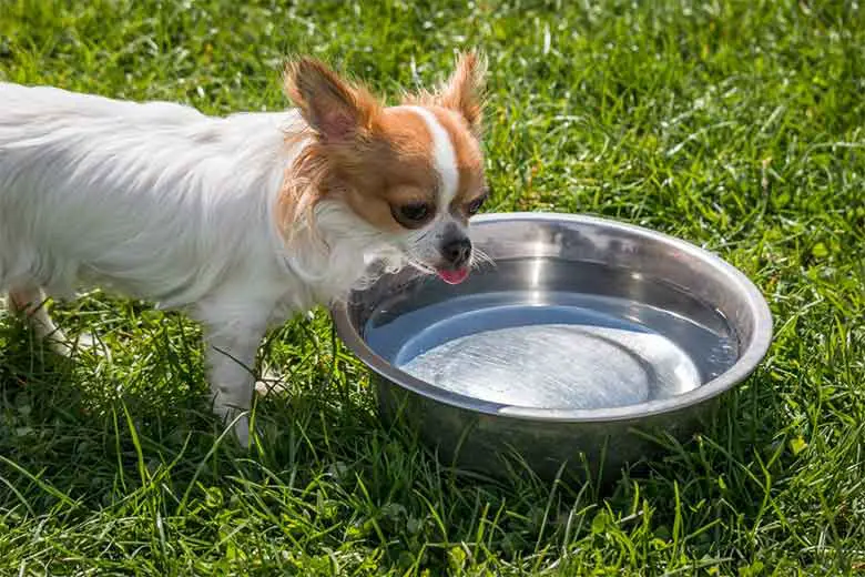 un chihuahua tousse en buvant de l'eau