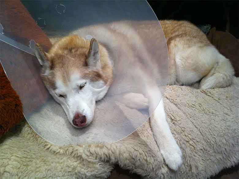 un husky dormant avec sa collerette en place