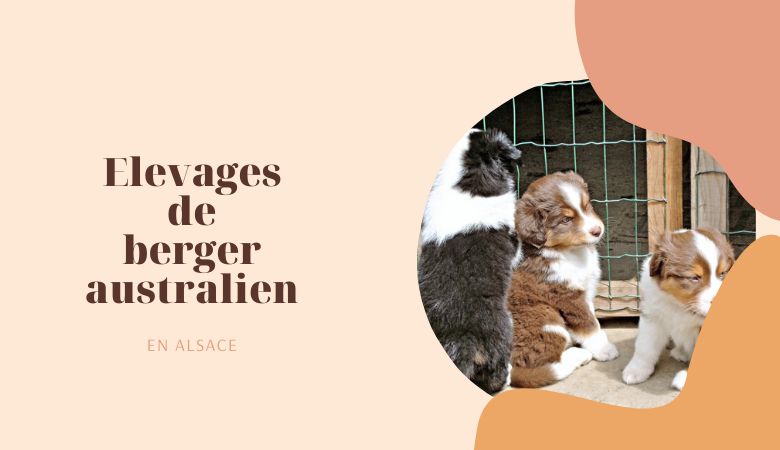 élevages de bergers australiens en Alsace