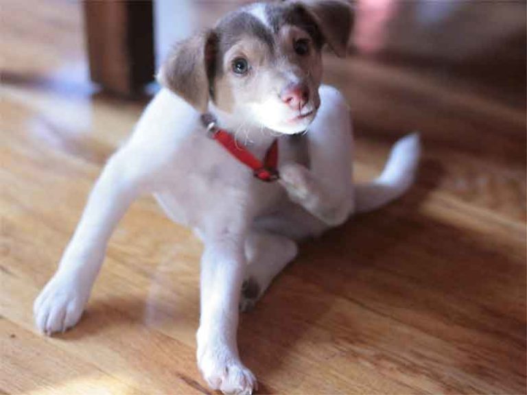 Mon chien se gratte : remède de grand-mère - MonToutoo