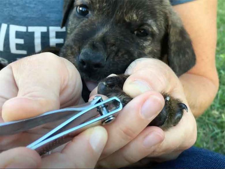 Chiot : à quel âge peut-on lui couper les griffes (guide) - MonToutoo