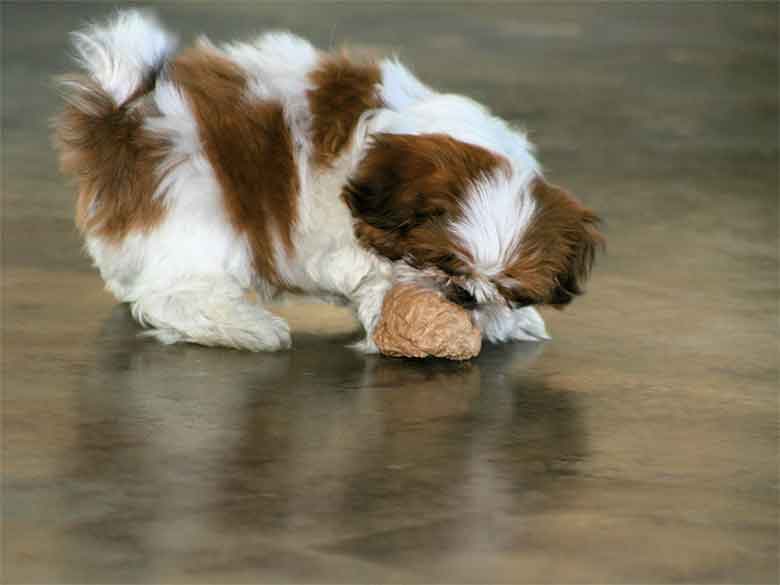 un chiot s'amusant avec un gros cailloux