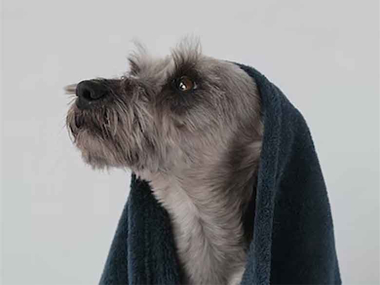 un chien sort d'un bain sans shampoing