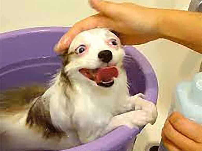 un chien couine pendant le shampoing