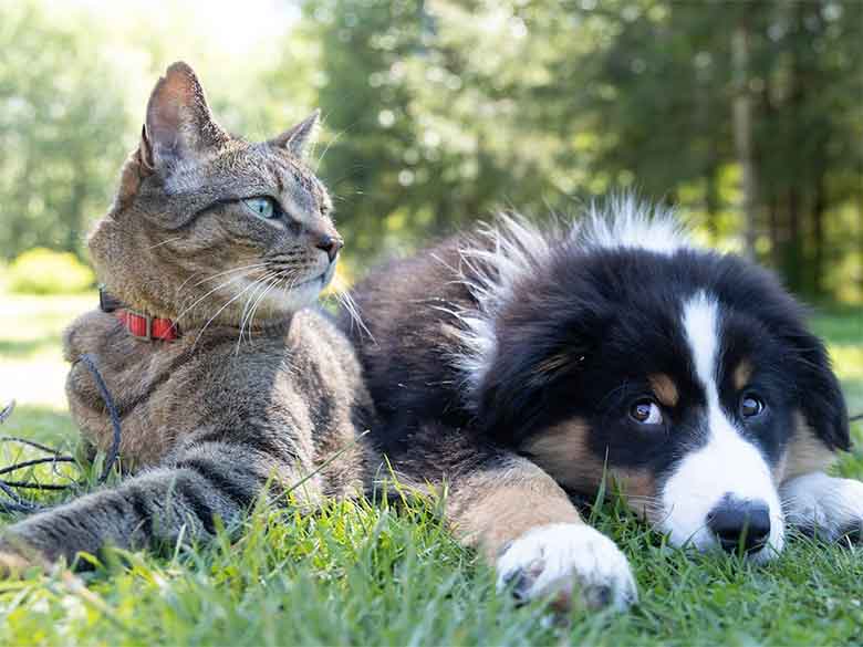 un chat européen et un bouvier bernois sont les meilleurs amis
