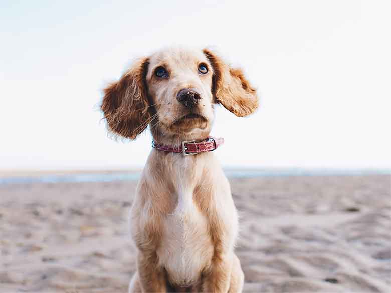 un chien sourd sur la plage