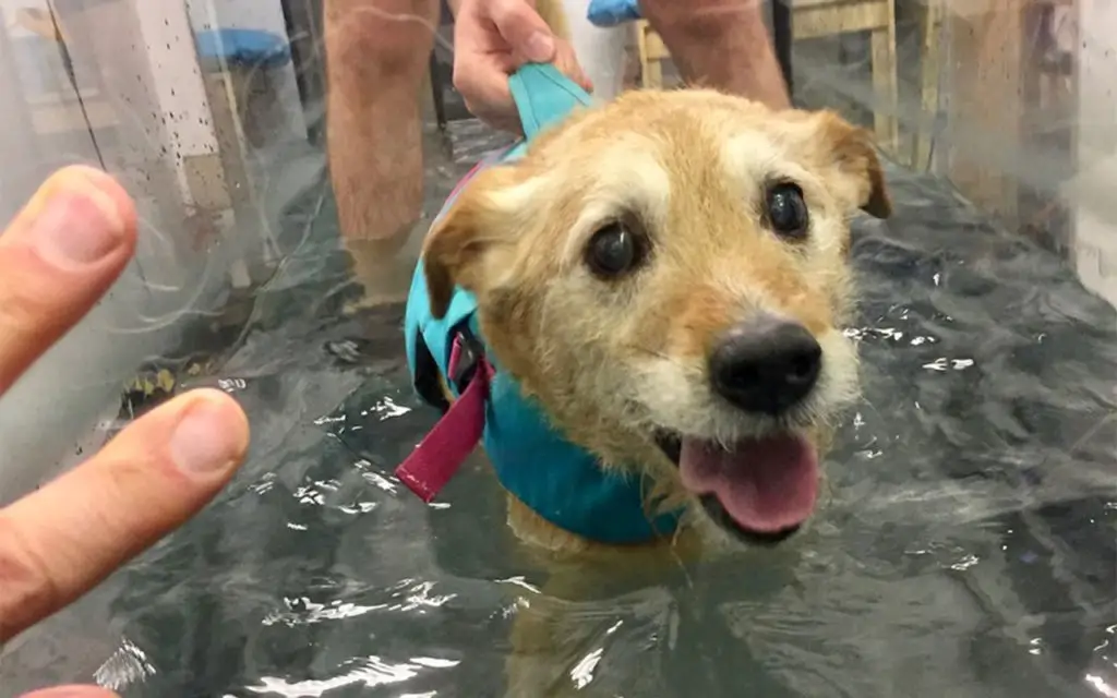 un chien en pleine séance d'hydrothérapie