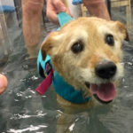 un chien en pleine séance d'hydrothérapie
