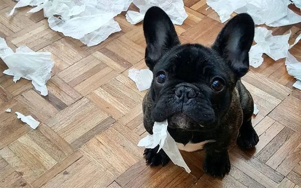 un vilain bouledogue français vient de détruire un rouleau d'essuie tout