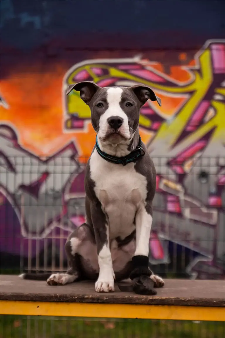 Chien le moins cher le classement en 2024 MonToutoo