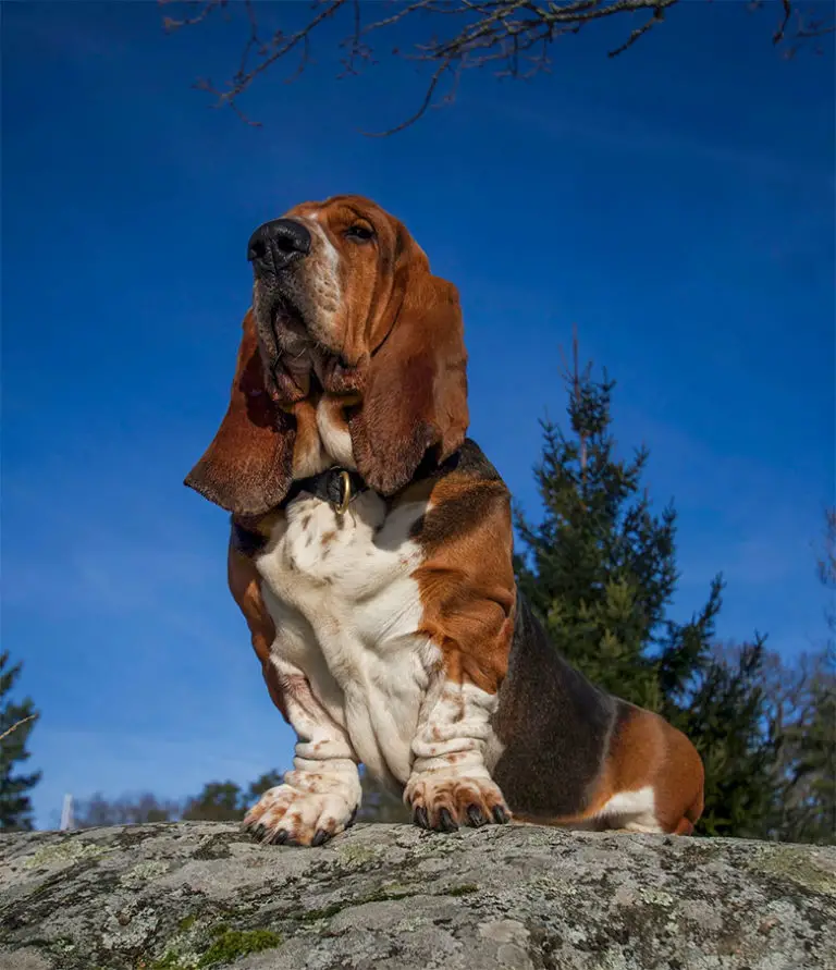 Chien le moins cher le classement en 2024 MonToutoo