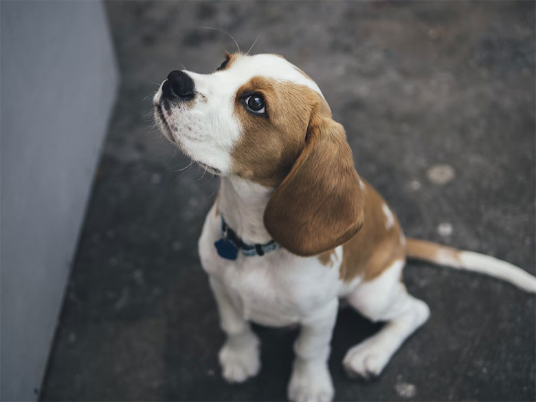 un superbe beagle