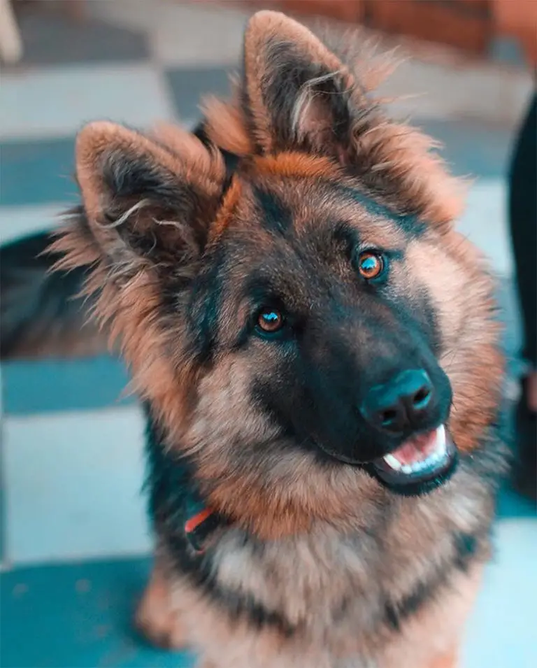 Chien le moins cher le classement en 2024 MonToutoo