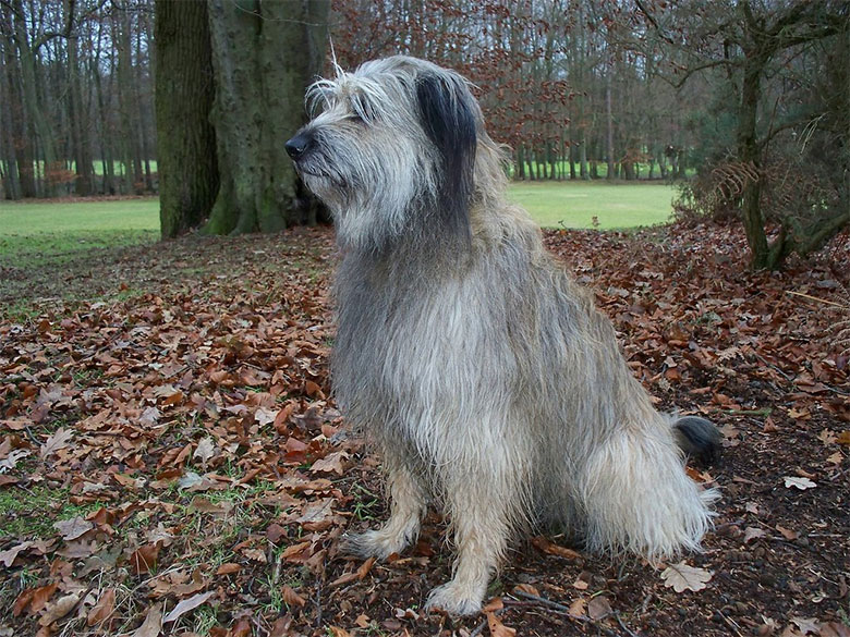 un chien de berger catalan en forêt