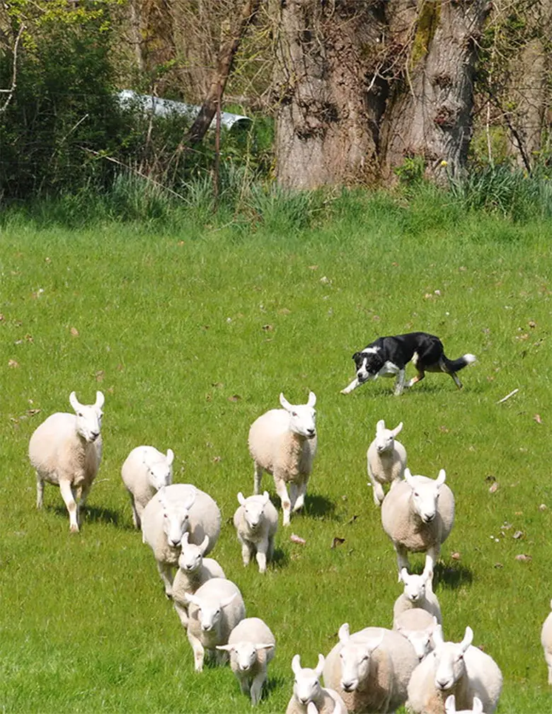 un chien de berger border collie noir et blanc regroupe un troupeau
