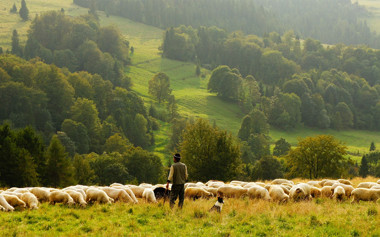 un chien de berger gardant un troupeau