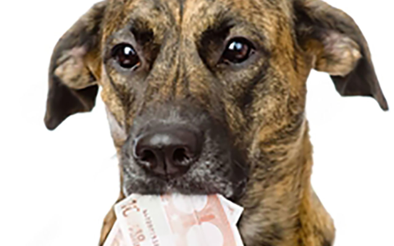 un chien tient deux billets de 10 euros dans sa bouche