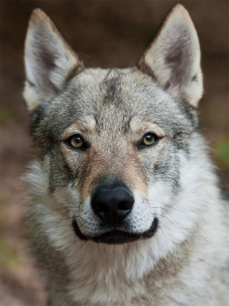 une photo portrait d'un magnifique chien loup tchéquoslovaque
