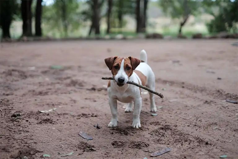 Chien le moins cher le classement en 2024 MonToutoo
