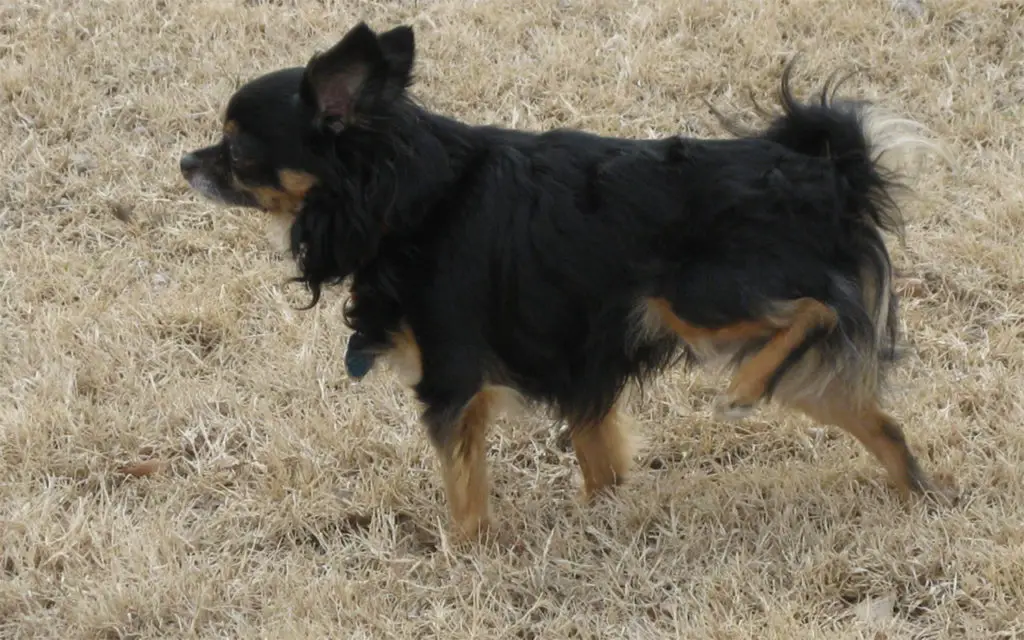 Problèmes de patte arrière chez le chien comprendre et gérer MonToutoo