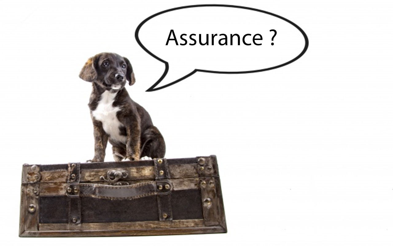 un jeune chien pose la question de l'assurance