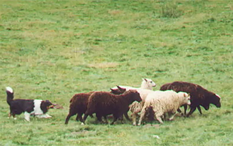 un shetland s'occupant d'un petit troupeau de moutons