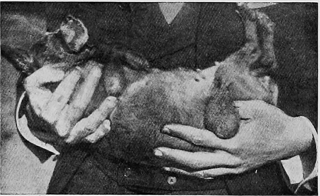un chien dans les bras de son maître avant une opération d'une boule sous la peau
