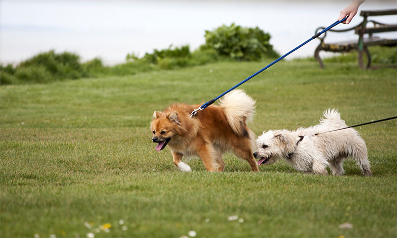 deux chiens tire très fort sur leur laisse en promenade