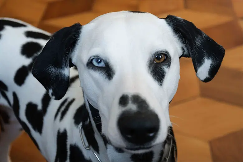 un dalmatien aux yeux bleu et marron