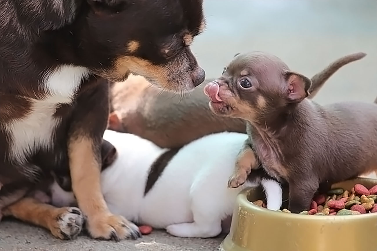un chihuahua et son petit mangent de délicieuses croquettes