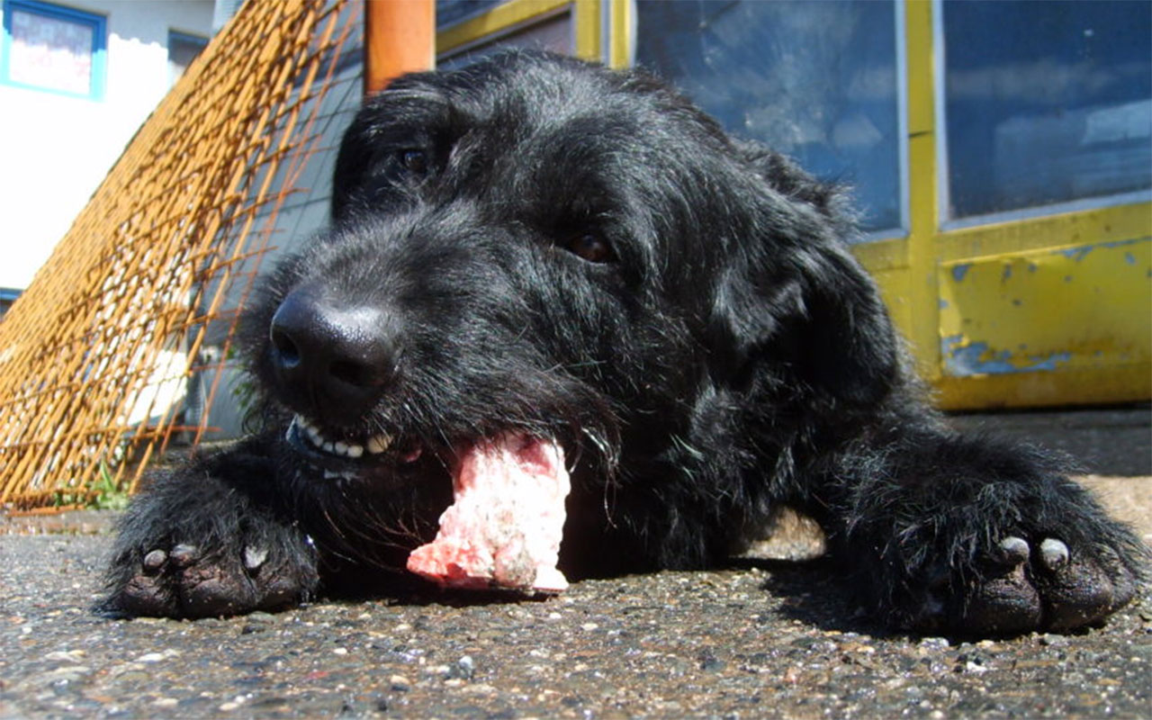 un chien mange un morceau de viande crue