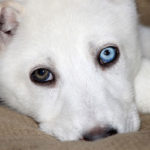 un chien blanc avec un oeil marron et un oeil bleu