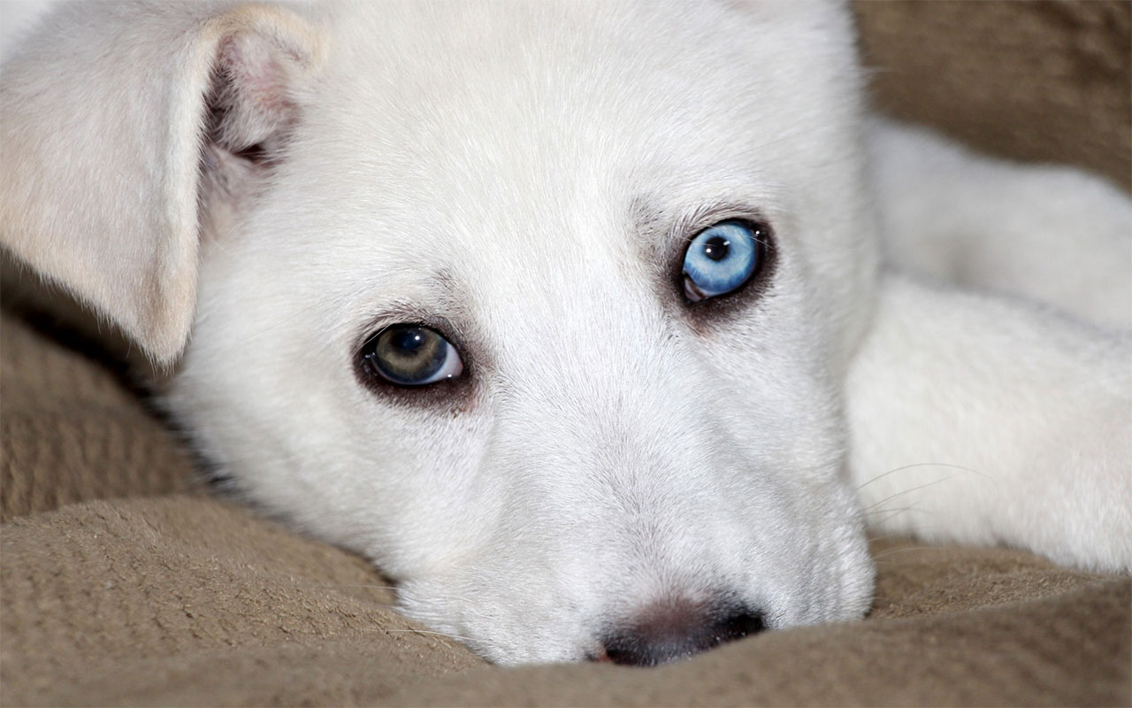 un chien blanc avec un oeil marron et un oeil bleu
