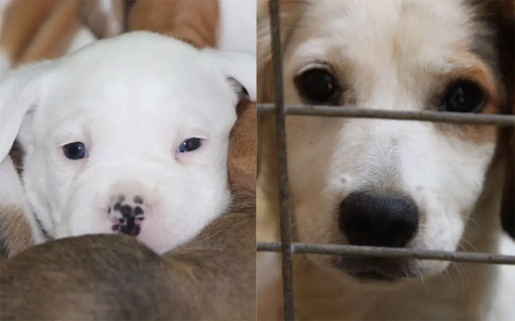 à gauche un bébé chien en élevage, à droite un chien dans une cage en refuge