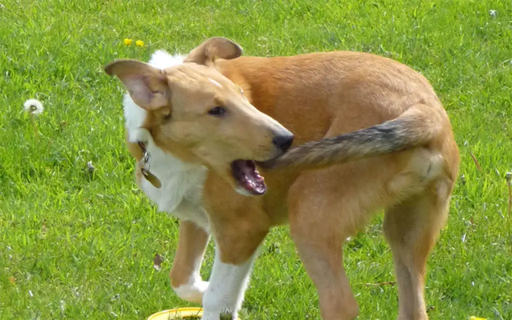 un collie essaie d'attraper sa queue qui le démange