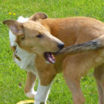 un collie essaie d'attraper sa queue qui le démange