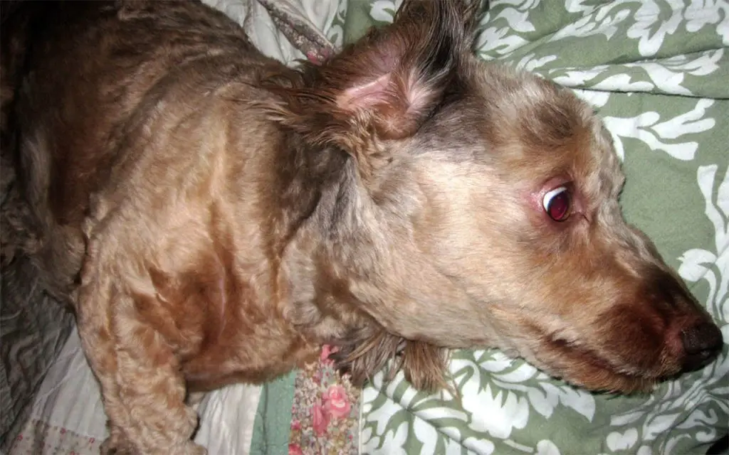 un chien atteint du syndrome vestibulaire vient de faire une crise